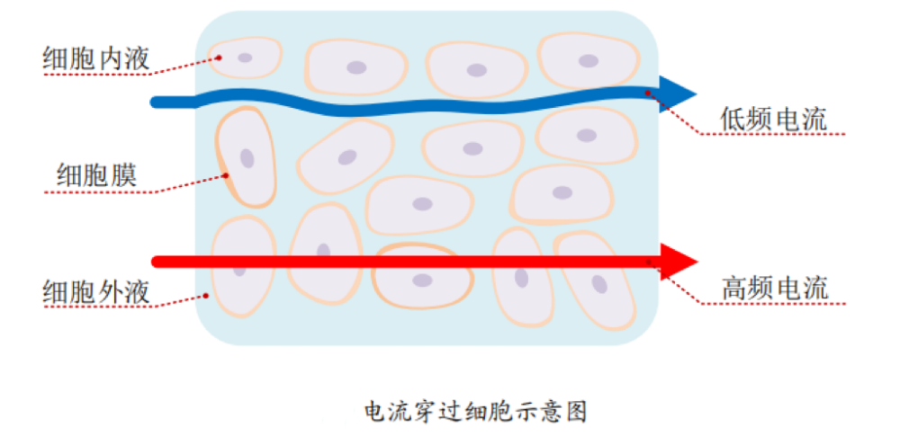 体脂的？数据准确吗？一起来了解pg电子模拟器体脂秤是怎么测出(图3)